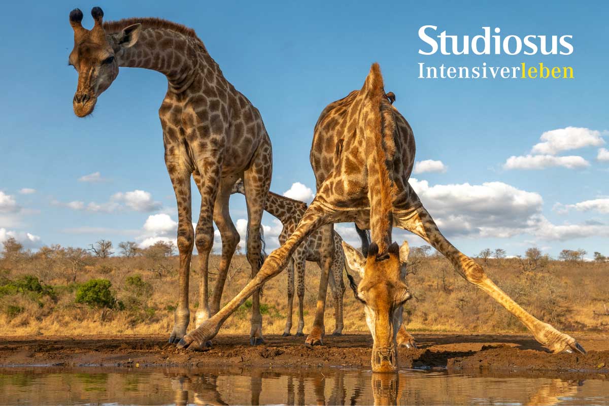 Studiosus Reisen 2025 